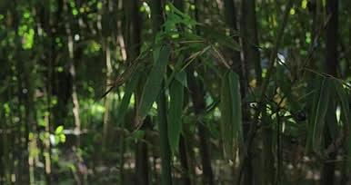 阳光下公园竹林实景拍摄视频的预览图